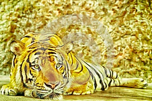 Tiger laying down on the floor  looking something