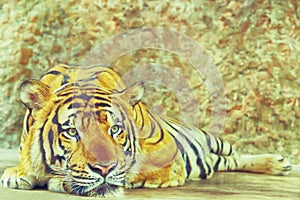 Tiger laying down on the floor looking something