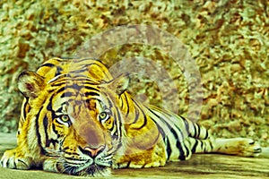 Tiger laying down on the floor  looking something