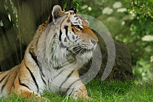 A tiger laying down and looking to the left