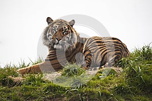 Tiger laying down resting