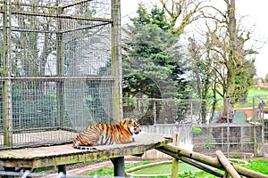 a tiger laying down in zoo or nature center