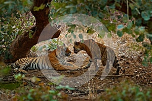 Tiger laying, green vegetation. Wild Asia. Couple of Indian tiger, male in left, female in right, first rain, wild animal, nature