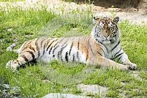 Tiger lying in grass looking at camera