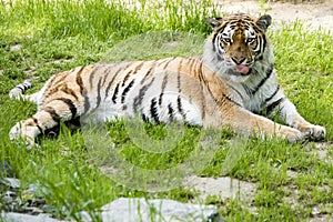 Tiger lying in grass looking at camera