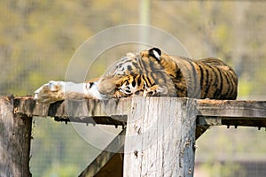 Tiger laying in the sun