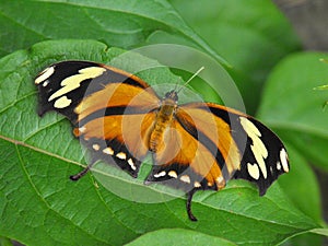 Tiger Leafwing butterfly at rest
