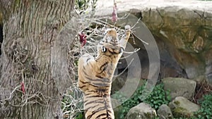 A tiger leaps to catch hanging food