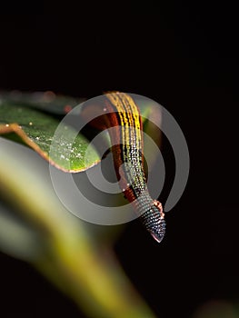 Tiger Leech Haemadipsa Picta