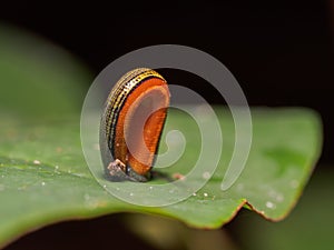 Tiger Leech Haemadipsa Picta