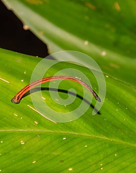Tiger Leech on a leaf