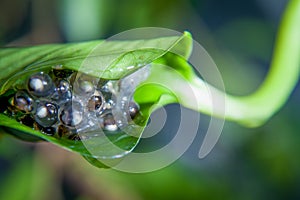 Tiger leg monkey tree frog eggs