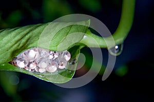 Tiger leg monkey tree frog eggs