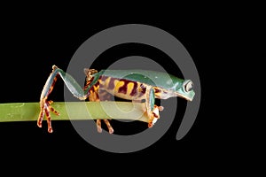 Tiger Legged Frog - on black background