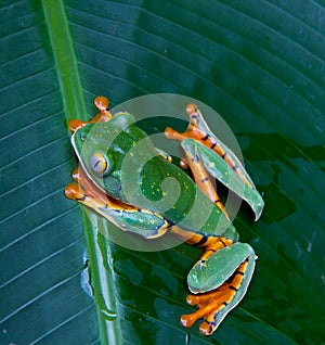 Tiger legged monkey tree frog