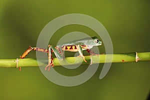 Tiger legged tree Frog on bamboo