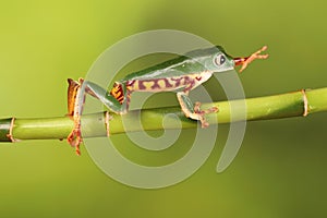 Tiger legged tree Frog on bamboo