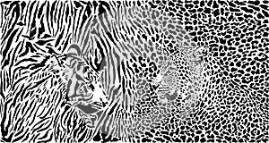 Tiger and Leopard and pattern background