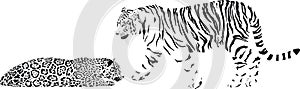 Tiger and leopard
