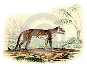 The Tiger, The Leopard, vintage engraving