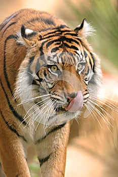 Tiger licious