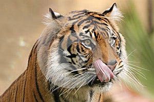 Tiger licious
