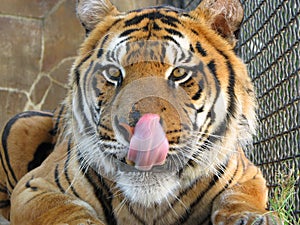Tiger licking lips