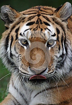 Tiger licking mouth