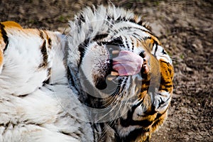 Tiger licking own face in detail lying on ground