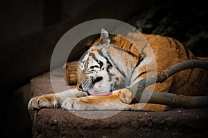 Tiger licking the paws on a rock