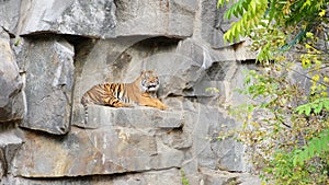 The tiger lies on the rock resting and lookin on visitors in zoo