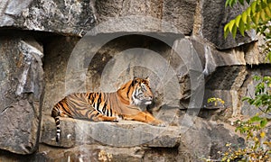 The tiger lies on the rock stone cave resting serious lookin in zoo