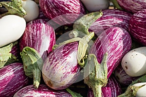 Tiger-like eggplants called nubia aubergines at the market