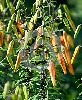 Tiger lilies buds