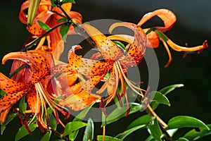 Tiger lilies in garden. Lilium lancifolium (syn. L. tigrinum) is one of several species of orange lily flower to which the common