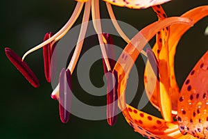 Tiger lilies in garden. Lilium lancifolium (syn. L. tigrinum) is one of several species of orange lily flower to which the common