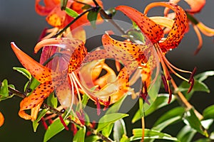 Tiger lilies in garden. Lilium lancifolium (syn. L. tigrinum) is one of several species of orange lily flower to which the common