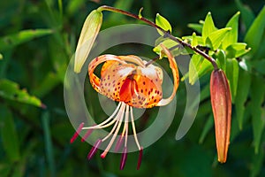 Tiger lilies in garden. Lilium lancifolium (syn. L. tigrinum) is one of several species of orange lily flower to which the common
