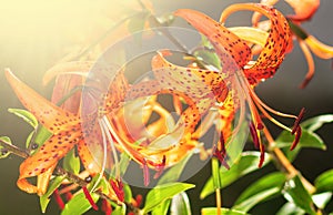 Tiger lilies in garden. Lilium lancifolium (syn. L. tigrinum) is one of several species of orange lily flower to which the common