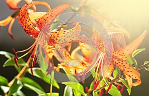 Tiger lilies in garden. Lilium lancifolium (syn. L. tigrinum) is one of several species of orange lily flower to which the common