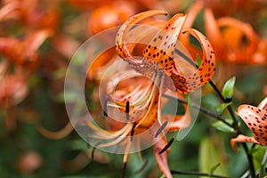 Tiger lilies