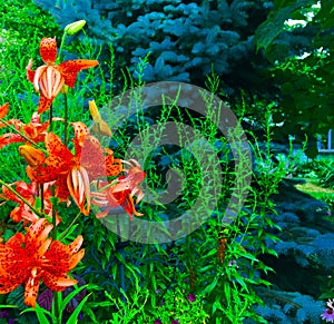 Tiger Lilies (Lilium tigrinum)