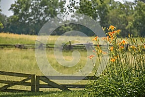 Tiger Lilies with Rustic Wooden Fence