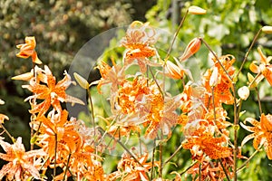 Tiger Lilies In Summer Garden lilium tigrinum