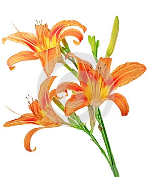 Tiger lilies on white background. Isolated