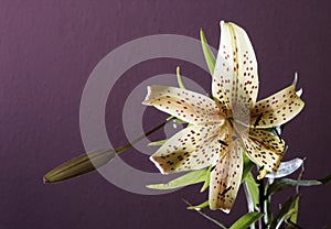 Tiger Lilly img