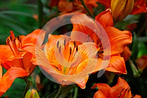 Tiger lilly flower