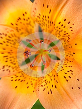 Tiger-Lilly flower. Macro