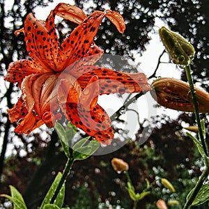 Tiger lilly