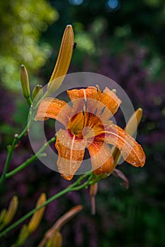 Tiger Lilly Study